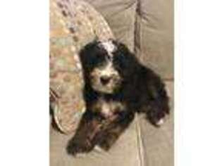 Mutt Puppy for sale in Wellfleet, MA, USA