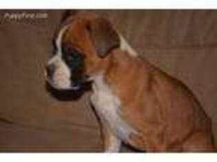 Boxer Puppy for sale in Moriarty, NM, USA