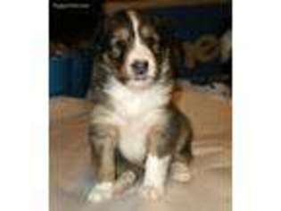 Shetland Sheepdog Puppy for sale in Aliquippa, PA, USA