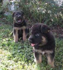 German Shepherd Dog Puppy for sale in Tampa, FL, USA