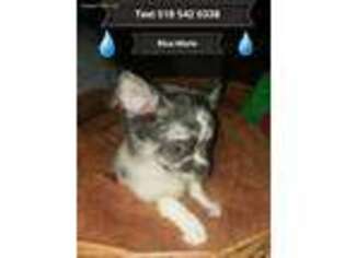 Chihuahua Puppy for sale in Duanesburg, NY, USA