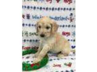 Goldendoodle Puppy for sale in Sycamore, GA, USA