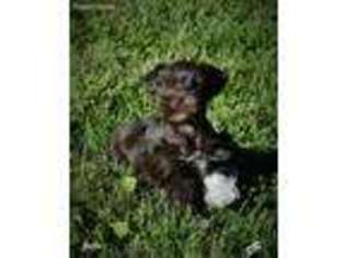 Mutt Puppy for sale in Plainview, IL, USA