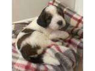 Mutt Puppy for sale in Brunswick, MD, USA