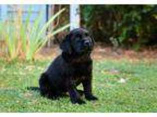 Labrador Retriever Puppy for sale in Waddell, AZ, USA