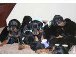 Doberman Pinscher Puppy for sale in CHULA VISTA, CA, USA