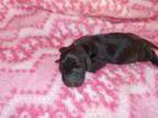 Dachshund Puppy for sale in Roxboro, NC, USA