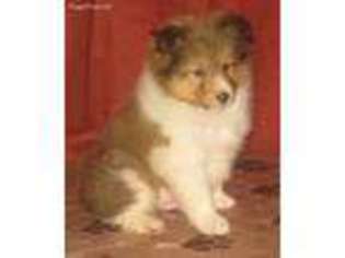 Shetland Sheepdog Puppy for sale in Amissville, VA, USA