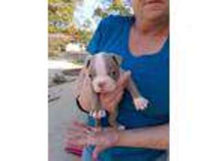 Boston Terrier Puppy for sale in Pointblank, TX, USA