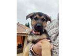 German Shepherd Dog Puppy for sale in Yacolt, WA, USA