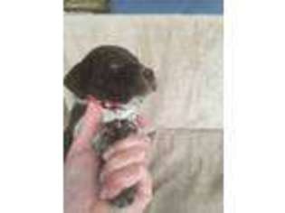 German Shorthaired Pointer Puppy for sale in Montrose, CO, USA