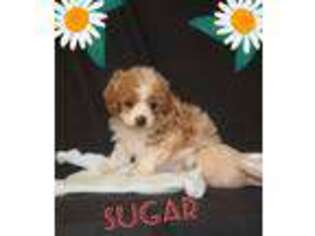 Cavapoo Puppy for sale in Stevens, PA, USA