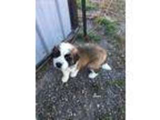 Saint Bernard Puppy for sale in Friend, NE, USA