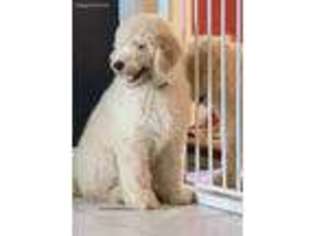 Labradoodle Puppy for sale in Painesville, OH, USA