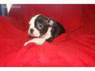 Boston Terrier Puppy for sale in Woodbury, NJ, USA