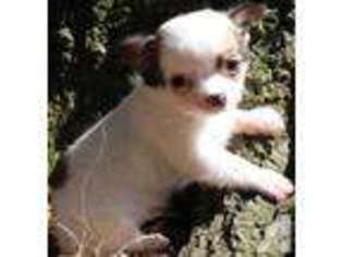 Chihuahua Puppy for sale in WRIGHTSVILLE, PA, USA