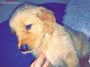 Golden Retriever Puppy for sale in Latham, NY, USA