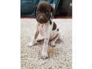 German Shorthaired Pointer Puppy for sale in Nashville, IN, USA