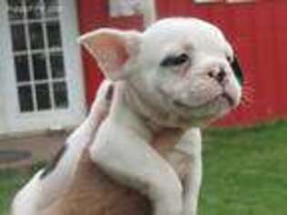 French Bulldog Puppy for sale in Carney, OK, USA
