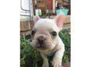 French Bulldog Puppy for sale in Monroe, TN, USA