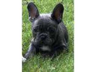 French Bulldog Puppy for sale in Hilton Head Island, SC, USA