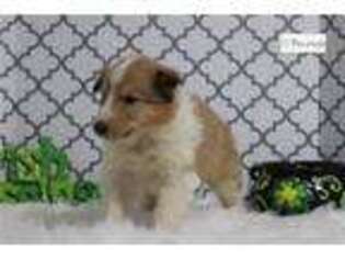 Collie Puppy for sale in Battle Creek, MI, USA