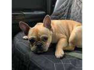 French Bulldog Puppy for sale in Sturbridge, MA, USA