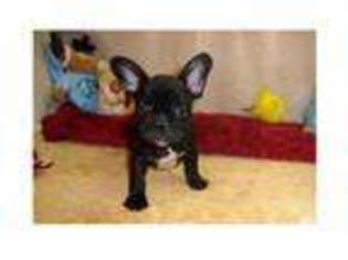 French Bulldog Puppy for sale in MATAWAN, NJ, USA
