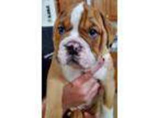 Bulldog Puppy for sale in Whiteland, IN, USA