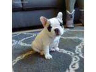 French Bulldog Puppy for sale in Gold Hill, NC, USA