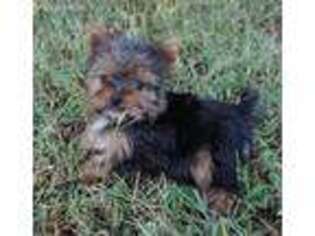 Yorkshire Terrier Puppy for sale in Huntsville, AL, USA