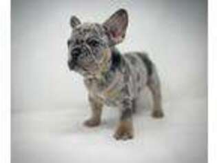 French Bulldog Puppy for sale in Largo, FL, USA