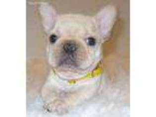 French Bulldog Puppy for sale in El Paso, TX, USA