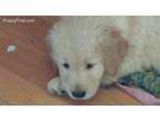 Golden Retriever Puppy for sale in Bangor, PA, USA