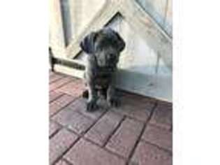 Cane Corso Puppy for sale in East Earl, PA, USA