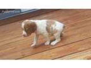 Brittany Puppy for sale in Waterford, PA, USA