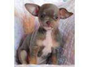 Chihuahua Puppy for sale in Monroe, IA, USA