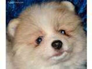 Pomeranian Puppy for sale in Bucyrus, OH, USA