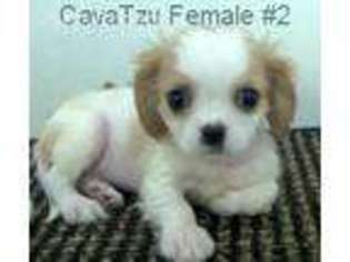 Cavalier King Charles Spaniel Puppy for sale in Gordonsville, TN, USA