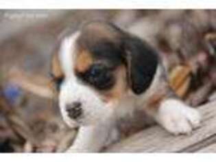 Beagle Puppy for sale in Briggs, TX, USA