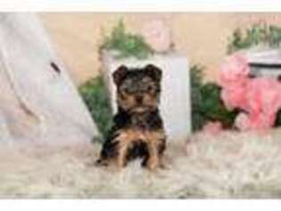 Yorkshire Terrier Puppy for sale in Warsaw, IN, USA