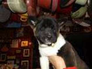 Akita Puppy for sale in Grand Junction, CO, USA