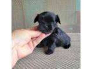 Mutt Puppy for sale in Denton, TX, USA