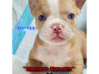 French Bulldog Puppy for sale in Novi, MI, USA