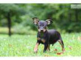 Miniature Pinscher Puppy for sale in Columbus, OH, USA