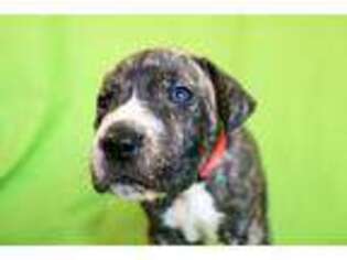 Great Dane Puppy for sale in Stockbridge, GA, USA