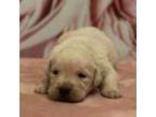 Labrador Retriever Puppy for sale in Moriches, NY, USA