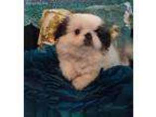 Mi-Ki Puppy for sale in Cheney, KS, USA