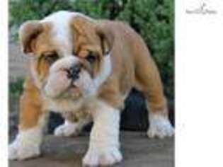 Bulldog Puppy for sale in Fort Worth, TX, USA