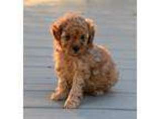 Mutt Puppy for sale in Manawa, WI, USA
